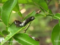 ミカンの葉を食べるアゲハチョウ４齢幼虫 