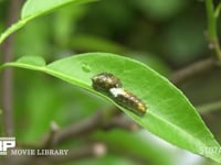 三眠中のカラスアゲハ幼虫 