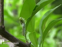 ミカンの葉を食べるカラスアゲハ４齢幼虫 