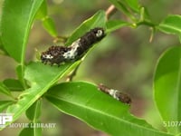 ミカンの葉を食べるアゲハチョウ４齢幼虫 後方は３齢幼虫