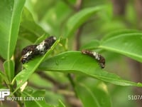 ミカンの葉を食べるアゲハ３齢幼虫と４齢幼虫 