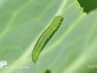 モンシロチョウ４→５齢幼虫脱皮 ５齢幼虫の体が次第に出てくる