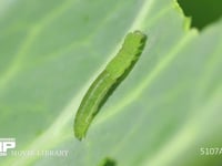 モンシロチョウ４→５齢幼虫脱皮 ５齢幼虫の体がだんだん出てくる