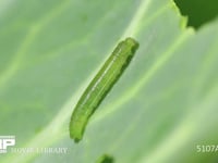 モンシロチョウ４→５齢幼虫脱皮 脱皮直前前、気管のずれが大きくなり、頸部の表皮が伸びる