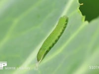 モンシロチョウ４→５齢幼虫脱皮 ５齢幼虫の体がほぼ出てきた