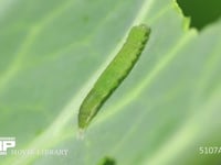 モンシロチョウ４→５齢幼虫脱皮 ５齢幼虫の体が半分出てくる