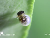 アゲハチョウふ化 卵から抜け出す幼虫