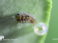 アゲハチョウふ化 卵から抜け終えて休む幼虫