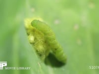 アオムシコマユバチまゆ アオムシ（モンシロチョウ幼虫）の寄生蜂