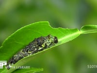 アゲハチョウ４→５齢幼虫脱皮 脱皮開始