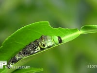 アゲハチョウ４→５齢幼虫脱皮 ５齢幼虫の頭、胸部が出てくる