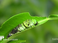 アゲハチョウ４→５齢幼虫脱皮 ５齢幼虫が半分出てくる