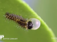 アゲハチョウふ化 抜け終えた卵殻を食べる幼虫