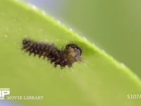 アゲハチョウふ化 卵殻をほぼ食べ終える幼虫