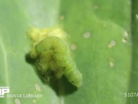 アオムシコマユバチまゆ アオムシ（モンシロチョウ幼虫）の寄生蜂