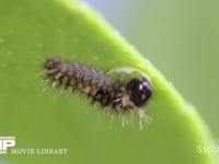 アゲハチョウ　ふ化後卵殻を食べる幼虫 ６倍速