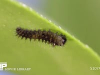 アゲハチョウふ化 卵殻をほぼ食べ終える幼虫