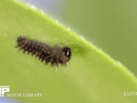 アゲハチョウふ化 卵殻をほぼ食べ終える幼虫