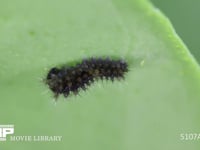 アゲハチョウ　ふ化後休む幼虫 