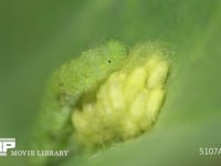 アオムシコマユバチまゆ アオムシ（モンシロチョウ幼虫）の寄生蜂