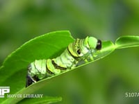 アゲハチョウ４→５齢幼虫脱皮 ４齢幼虫の皮が外れる