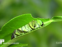 アゲハチョウ４→５齢幼虫脱皮 ５齢幼虫がほぼ出てくる