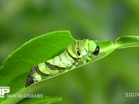 アゲハチョウ４→５齢幼虫脱皮 ５齢幼虫がほぼ出てくる