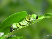 アゲハチョウ４→５齢幼虫脱皮 ４齢幼虫の皮が外れる