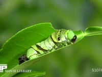 アゲハチョウ４→５齢幼虫脱皮 ４齢幼虫の皮が外れる