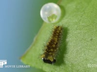 アゲハチョウ　卵ふ化 出終わった幼虫が休む