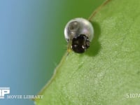 アゲハチョウ　卵ふ化 卵を食い破って幼虫が出始める