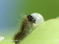 アゲハチョウ　卵ふ化 抜け出た卵殻を食べる幼虫