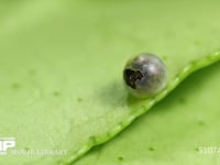 アゲハチョウ　ふ化 卵から出るため卵殻を食い破る幼虫