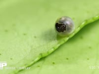 アゲハチョウ　ふ化 卵から出るため卵殻を食い破る幼虫