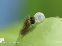 アゲハチョウ　卵ふ化 抜け出た卵殻を食べる幼虫