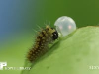 アゲハチョウ　卵ふ化 抜け出た卵殻を食べる幼虫