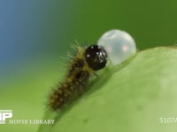 アゲハチョウ　卵ふ化 抜け出た卵殻を食べる幼虫