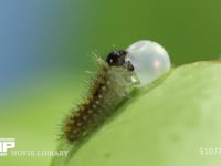 アゲハチョウ　卵ふ化 抜け出た卵殻を食べる幼虫