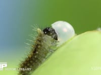 アゲハチョウ　卵ふ化 抜け出た卵殻を食べる幼虫