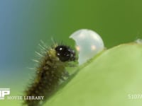 アゲハチョウ　卵ふ化 抜け出た卵殻を食べる幼虫