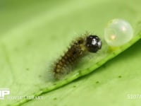 アゲハチョウ　ふ化 抜け出た卵殻を食べる幼虫