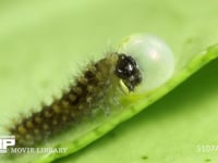アゲハチョウ　ふ化 抜け出た卵殻を食べる幼虫