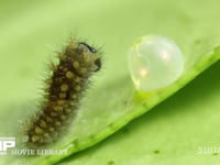アゲハチョウ　ふ化 抜け出た卵殻を食べる幼虫