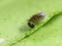 アゲハチョウ　ふ化 卵から出る幼虫