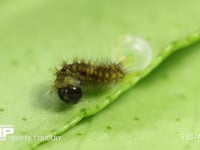 アゲハチョウ　ふ化 卵から出る幼虫