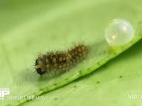 アゲハチョウ　ふ化 小休止後抜け出た卵に向かう幼虫