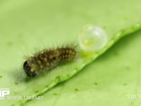 アゲハチョウ　ふ化 卵から出る幼虫