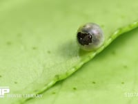 アゲハチョウ　ふ化 卵から出る幼虫　３倍速