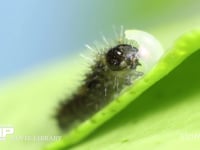 アゲハチョウ　ふ化 抜け出た卵殻を食べる幼虫