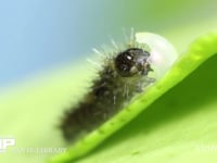 アゲハチョウ　ふ化 抜け出た卵殻を食べる幼虫